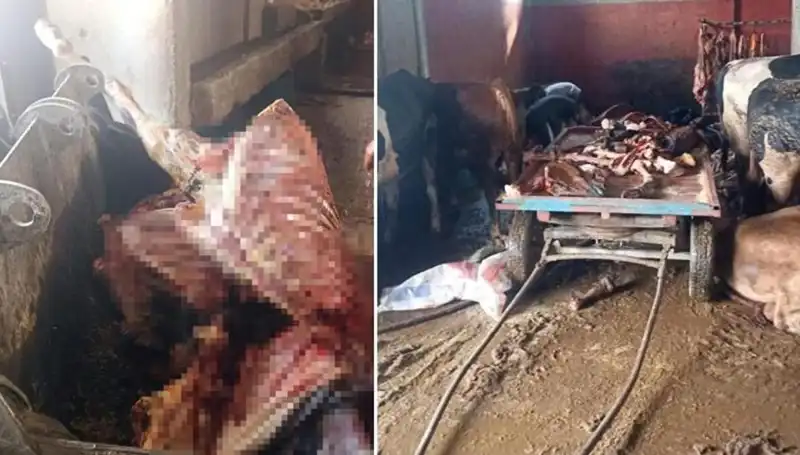 Adana'da 2,5 Ton At Eti Ele Geçirildi: Dört At Kurtarıldı!