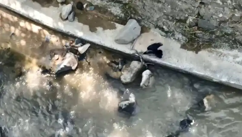 Karga ve Yılanın Mücadelesi: Doğada Şaşırtan Bir An!