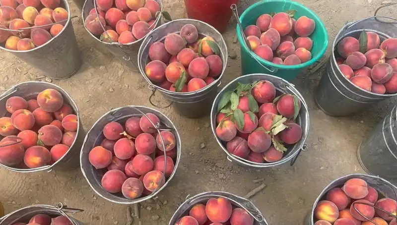 Çiftçinin Yüzü Gülüyor: Hasat Döneminde Fiyatlar 100 Liraya Ulaştı
