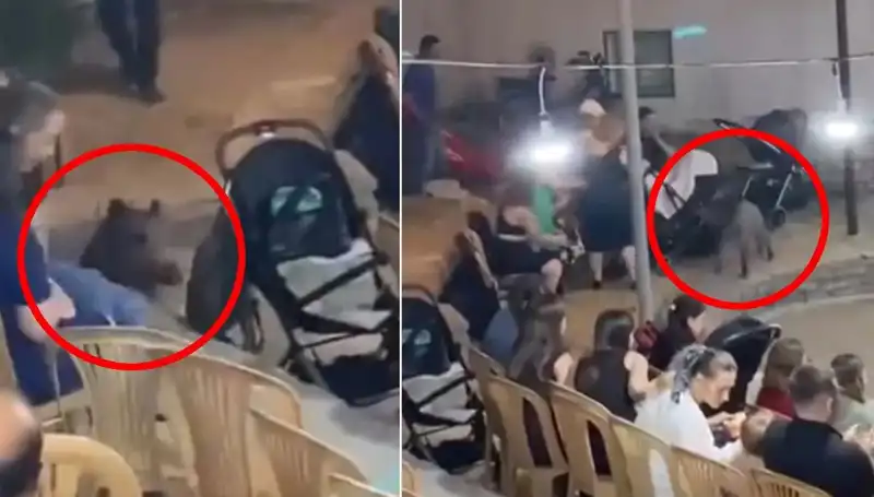 Düğünde Yaşanan Yaban Domuzu Kargaşası: Misafirler Panik İçinde