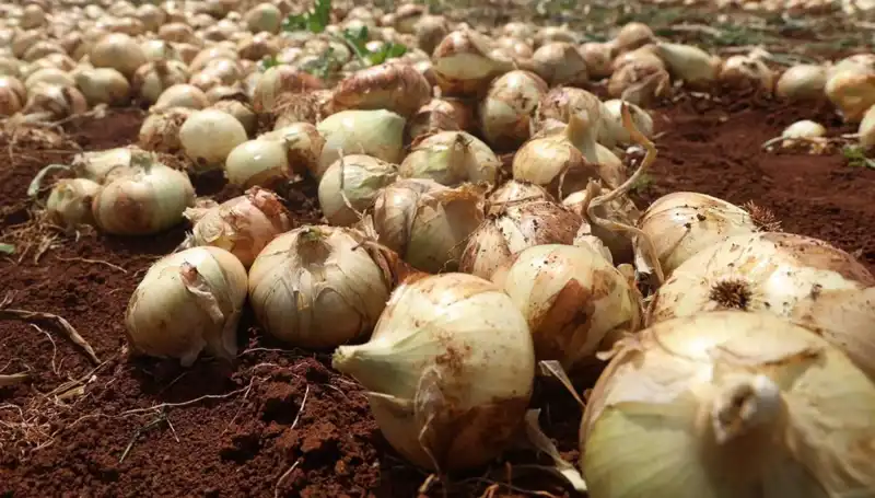 Hatay'da Soğan Hasadı Başladı, Çiftçinin Müjdesi Rekoltede Gizli