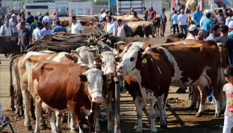 2025 Kurbanlık Fiyatlarında Şok Değişimler! İl İl Canlı Kilo Fiyatları