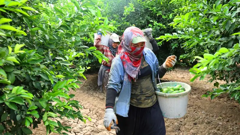 Marketlerdeki Meyve Fiyatları Düşüşe Geçiyor: Hasat Dönemi Başladı