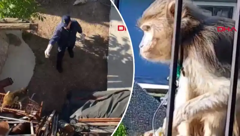 Muğla'da Şaşırtan Olay: Maymun Kovalamacası Mahalleyi Telaşlandırdı!