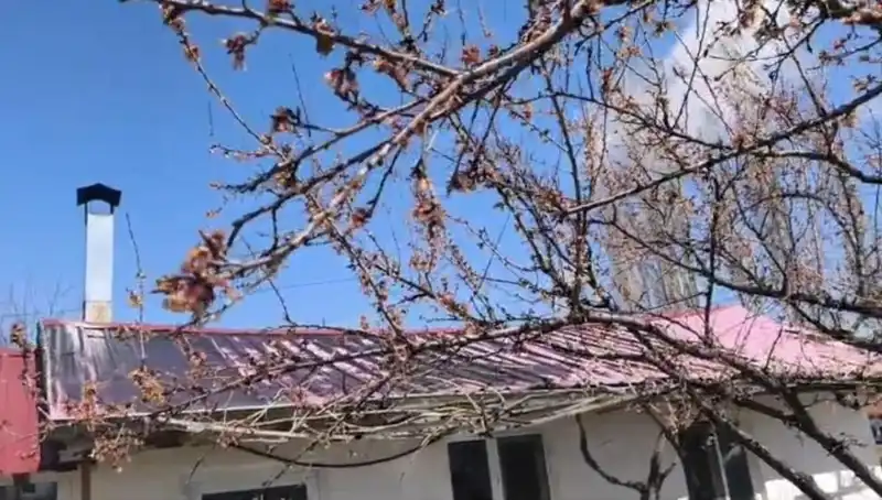 Dondurucu Soğuklar Kayısı Üretimini Tehdit Ediyor: Çiftçiler Ne Yapacak?
