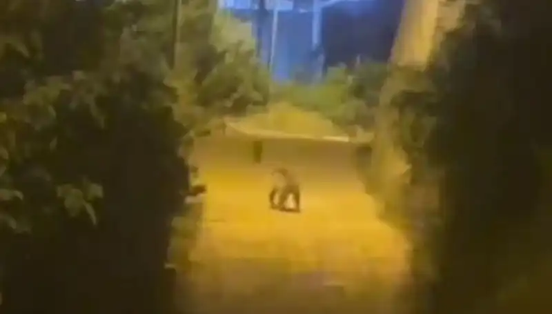 Gümüşhane Merkezine Giriş Yapan Ayı, Yerel Halkı Şaşkına Çevirdi!