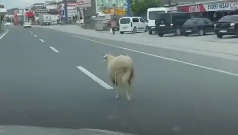 Yalova'da Kurbanlık Hayvan Kaçışı Trafiği Altüst Etti!