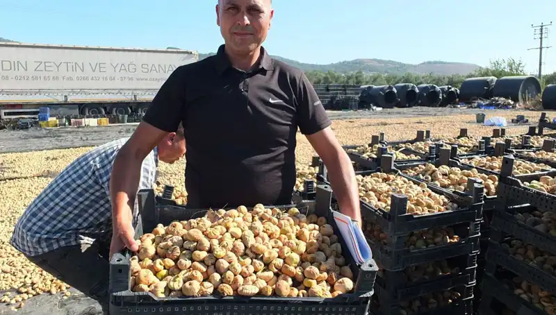 Balıkesir’de Hasat Zamanı: Çin ve Rusya’ya İhracat Dönemi Başladı