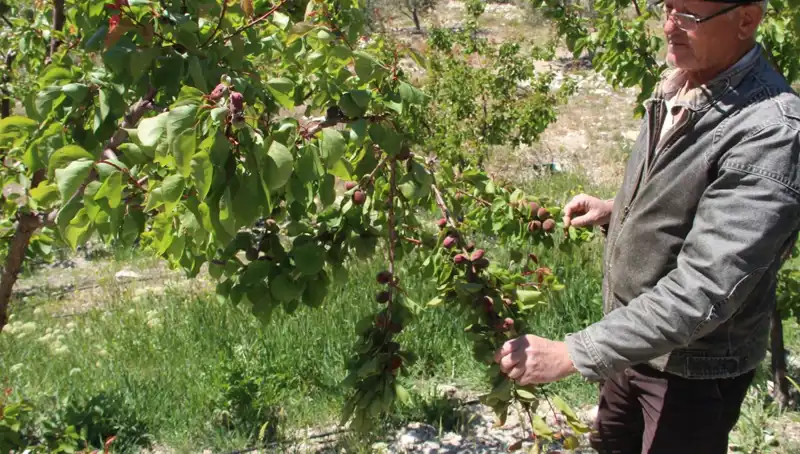 Kayısı Üretimi Krizde: Türkiye'nin Sofralık Kayısı Merkezinde Büyük Zarar!
