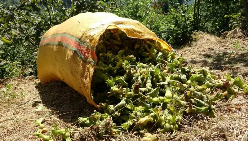 Giresun'da Fındık Hasadı Başladı: Çiftçilerin Beklentileri ve İlk Verim