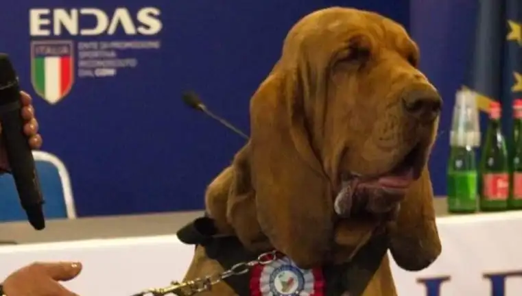 Arama Köpeği için Vahşi Saldırı: Çivili Sosisle Hayatına Son Verildi