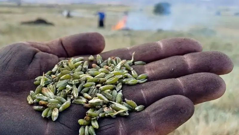 Firik Sezonu Geldi: Eşsiz Lezzet, Sağlıklı Alternatif