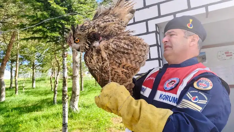 Dikenli Tellere Takılan Puhu, Hayata Döndürmek İçin Tedavi Altına Alındı