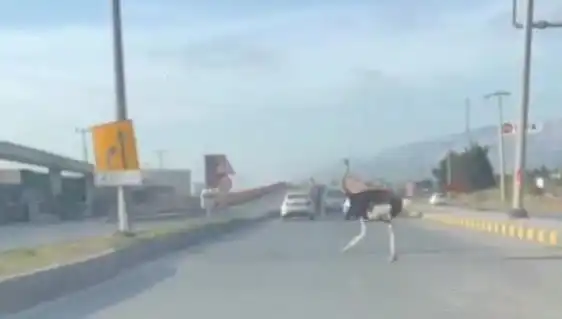 Trafikte Deve Kuşu Görüntüleri: Sürücüler Şaşkına Dönüştü!