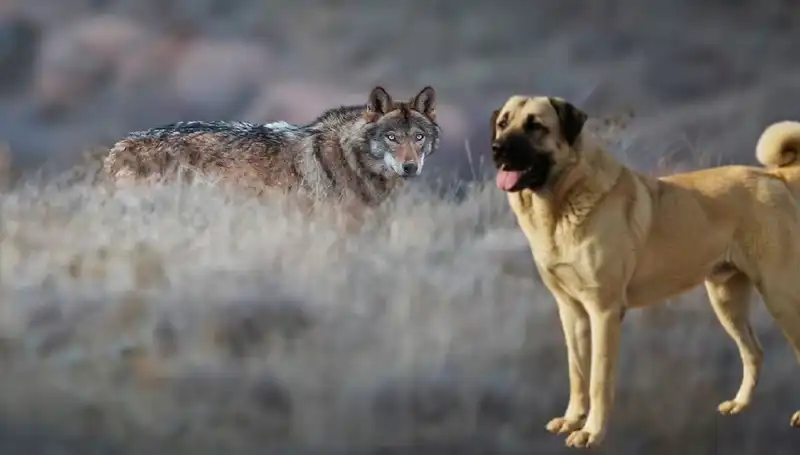 Kurt Popülasyonundaki Artış, Kangal Köpeğine Olan Talebi Patlattı!