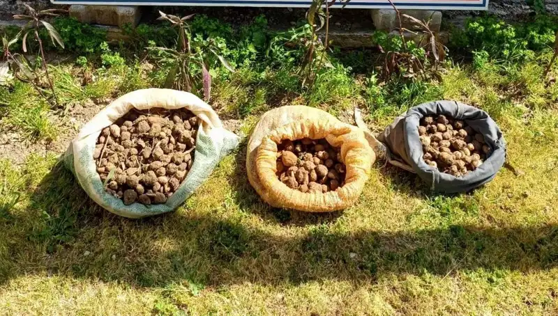 Salep Kaçakçıları Yakalandı: 10 Kilo Salep Ele Geçirildi!
