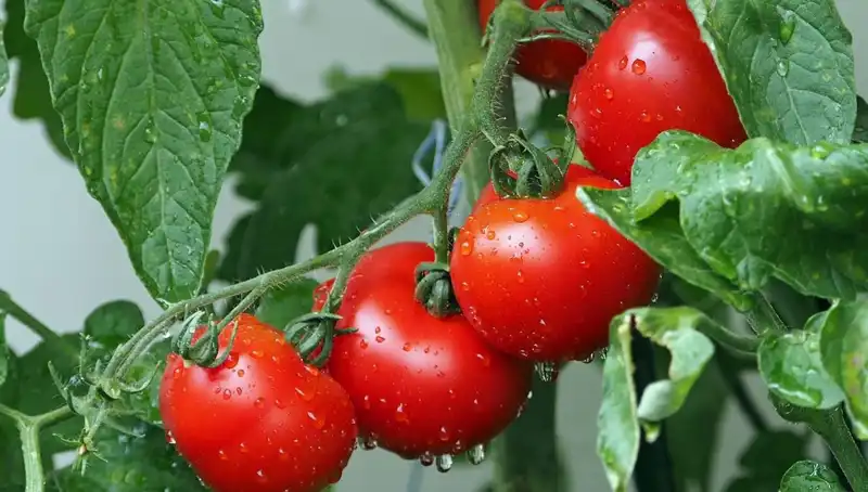 Domateslerin Tarihçesi: Milyonlarca Yıl Önceki Geçmişi ve Gelecek Potansiyeli