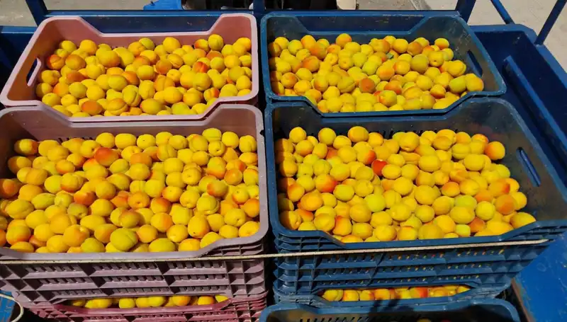 İlk Hasat Heyecanı: Çiftçiler 500 TL’den Alıcı Buldu!