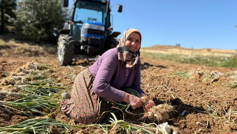 Selenyum Zengini Ürünler: Günlük 1200 Liraya Tarlalardan Toplanıyor