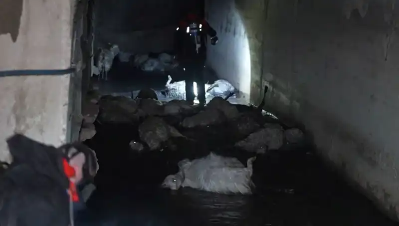 Keskin Koku İle Gelen Felaket: Hayvanlar Neden Telef Oldu?